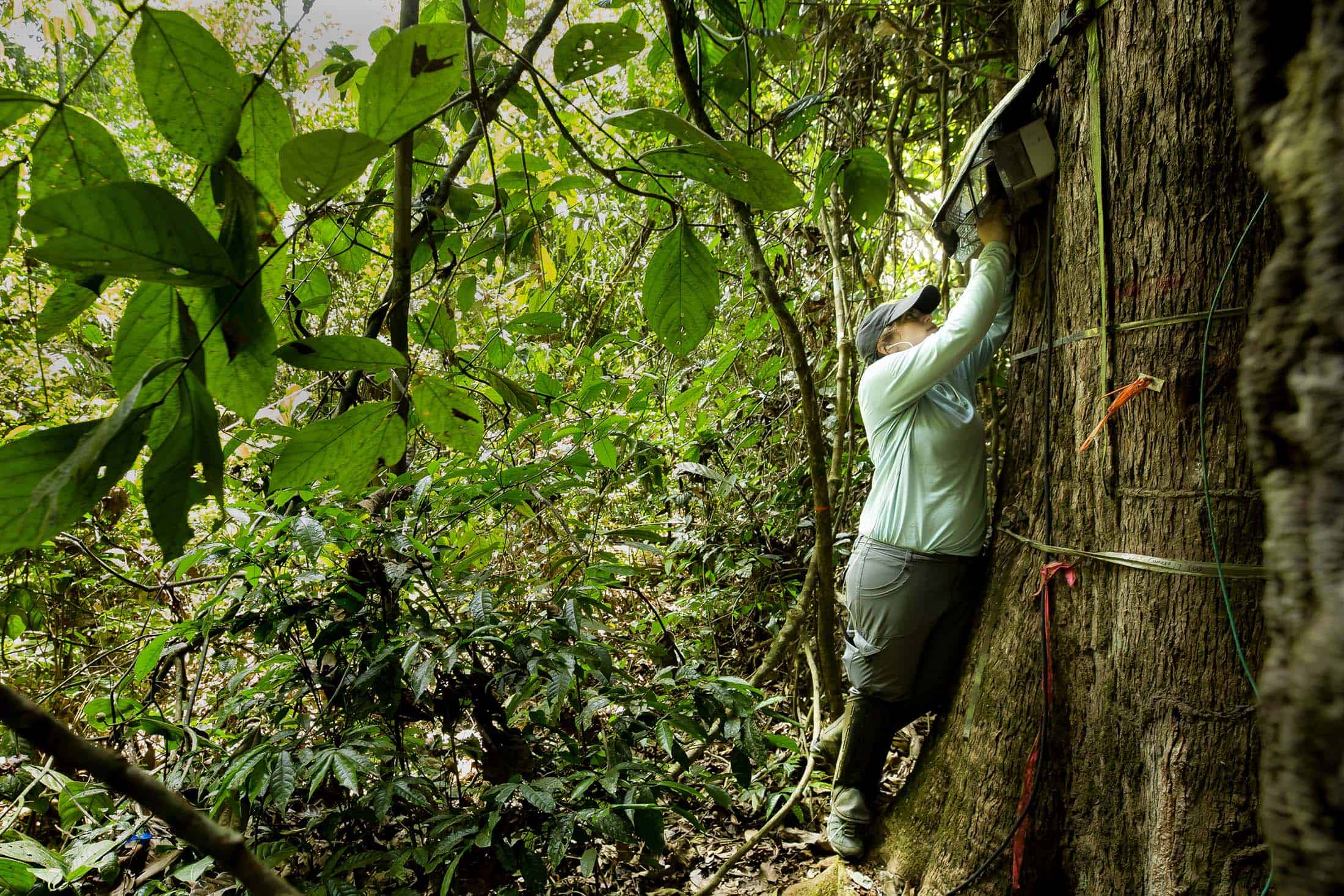 Person installs sensors on a tree in the Amazon rainforest