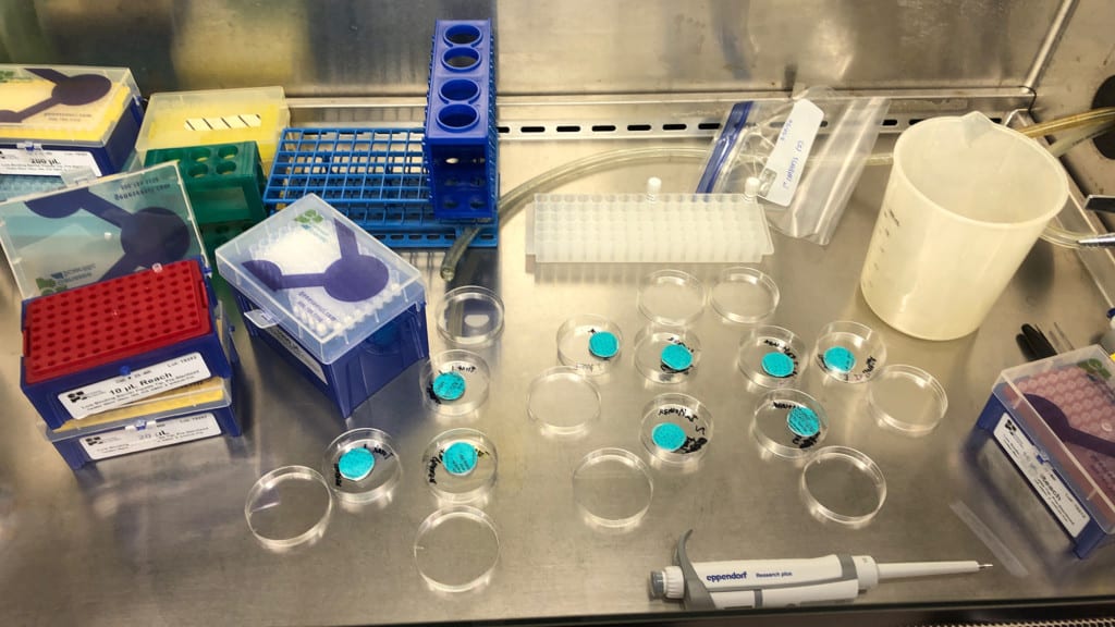 Samples of N95 masks sit in petri dishes for testing